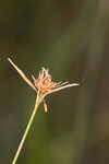 Fringed beaksedge